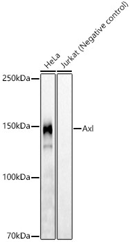 Western blot analysis from HeLa cells using Axl Rabbit mAb at 1:2000 dilution incubated overnight at 4℃..|Secondary antibody: HRP-conjugated Goat anti-Rabbit IgG (H+L) at 1:10000 dilution.|Lysates/proteins: 25μg per lane.|Blocking buffer: 3% nonfat dry milk in TBST.|Detection: ECL Basic Kit.|Negative control (NC): Jurkat|Exposure time: 90s.