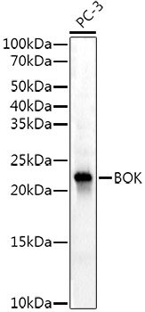 Western blot analysis of lysates from PC-3 cells, using BOK Rabbit mAb at1:2000 dilution.|Secondary antibody: HRP-conjugated Goat anti-Rabbit IgG (H+L) at 1:10000 dilution.|Lysates/proteins: 25μg per lane.|Blocking buffer: 3% nonfat dry milk in TBST.|Detection: ECL Basic Kit.|Exposure time: 180s.