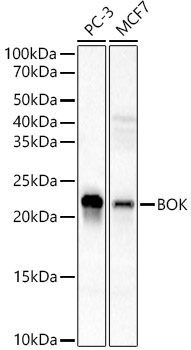Western blot analysis of various lysates, using BOK Rabbit mAb at 1:2000 dilution.|Secondary antibody: HRP-conjugated Goat anti-Rabbit IgG (H+L) at 1:10000 dilution.|Lysates/proteins: 25μg per lane.|Blocking buffer: 3% nonfat dry milk in TBST.|Detection: ECL Basic Kit.|Exposure time: 90s.