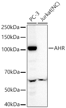 Western blot analysis of various lysates using AHR Rabbit mAb at 1:6000 dilution incubated overnight at 4℃.|Secondary antibody: HRP-conjugated Goat anti-Rabbit IgG (H+L) at 1:10000 dilution.|Lysates/proteins: 25 μg per lane.|Blocking buffer: 3% nonfat dry milk in TBST.|Detection: ECL Basic Kit.|Negative control (NC): Jurkat|Exposure time: 90 s.