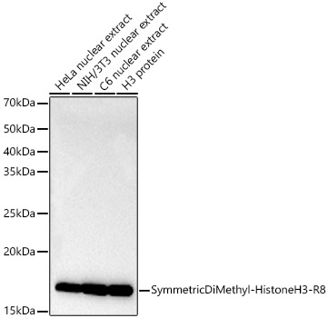 Western blot analysis of various lysates, using Symmetric DiMethyl-Histone H3-R8 Rabbit mAb at 1:10000 dilution.|Secondary antibody: HRP-conjugated Goat anti-Rabbit IgG (H+L) at 1:10000 dilution.|Lysates/proteins: 25μg per lane.|Blocking buffer: 3% nonfat dry milk in TBST.|Detection: ECL Basic Kit.|Exposure time: 90s.