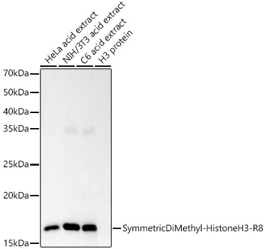 Western blot analysis of various lysates, using Symmetric DiMethyl-Histone H3-R8 Rabbit mAb at  1:10000 dilution.|Secondary antibody: HRP-conjugated Goat anti-Rabbit IgG (H+L) at 1:10000 dilution.|Lysates/proteins: 25μg per lane.|Blocking buffer: 3% nonfat dry milk in TBST.|Detection: ECL Basic Kit.|Exposure time: 3s.