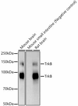 Western blot analysis of various lysates using TrkB Rabbit mAb at  1:20000 dilution.|Secondary antibody: HRP-conjugated Goat anti-Rabbit IgG (H+L) at 1:10000 dilution.|Lysates/proteins: 25μg per lane.|Blocking buffer: 3% nonfat dry milk in TBST.|Detection: ECL Basic Kit.|Exposure time: 10s.