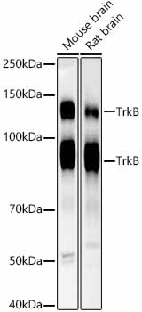 Western blot analysis of various lysates, using TrkB Rabbit mAb (A21232) at 1:10000 dilution.|Secondary antibody: HRP-conjugated Goat anti-Rabbit IgG (H+L) (AS014) at 1:10000 dilution.|Lysates/proteins: 25μg per lane.|Blocking buffer: 3% nonfat dry milk in TBST.|Detection: ECL Basic Kit (RM00020).|Exposure time: 30s.