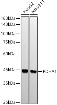 Western blot analysis of various lysates using PDHA1 Rabbit mAb at 1:2000 dilution.|Secondary antibody: HRP-conjugated Goat anti-Rabbit IgG (H+L) at 1:10000 dilution.|Lysates/proteins: 25μg per lane.|Blocking buffer: 3% nonfat dry milk in TBST.|Detection: ECL Basic Kit.|Exposure time: 180s.