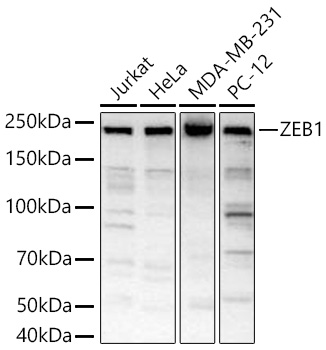 Western blot analysis of various lysates using ZEB1 Rabbit mAb at 1:1000 dilution incubated overnight at 4℃.|Secondary antibody: HRP-conjugated Goat anti-Rabbit IgG (H+L) at 1:10000 dilution.|Lysates/proteins: 25 μg per lane.|Blocking buffer: 3% nonfat dry milk in TBST.|Detection: ECL Basic Kit.|Exposure time: 45s.