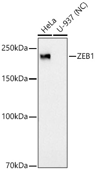 Western blot analysis of various lysates using ZEB1 Rabbit mAb (A25437)at 1:20000 dilution incubated overnight at 4℃.|Secondary antibody: HRP-conjugated Goat anti-Rabbit IgG (H+L) (AS014) at 1:10000 dilution.|Lysates/proteins: 25 μg per lane.|Blocking buffer: 3% nonfat dry milk in TBST.|Detection: ECL Basic Kit (RM00020).|Negative control (NC): U-937|Exposure time: 60s.