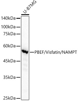 Western blot analysis of lysates from U-87MG cells, using PBEF/Visfatin/NAMPT Rabbit mAb at1:110000 dilution.|Secondary antibody: HRP-conjugated Goat anti-Rabbit IgG (H+L) at 1:10000 dilution.|Lysates/proteins: 25μg per lane.|Blocking buffer: 3% nonfat dry milk in TBST.|Detection: ECL Basic Kit.|Exposure time: 20s.