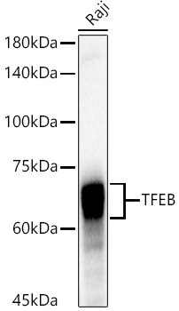 Western blot analysis of lysates from Raji cells, using TFEB Rabbit mAb (A21928) at1:8000 dilution.|Secondary antibody: HRP-conjugated Goat anti-Rabbit IgG (H+L) (AS014) at 1:10000 dilution.|Lysates/proteins: 25μg per lane.|Blocking buffer: 3% nonfat dry milk in TBST.|Detection: ECL Basic Kit (RM00020).|Exposure time: 1s.