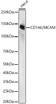 Western blot analysis of lysates from HeLa cells, using CD146/MCAM Rabbit mAb at 1:20000 dilution.|Secondary antibody: HRP-conjugated Goat anti-Rabbit IgG (H+L) at 1:2000000 dilution.|Lysates/proteins: 25μg per lane.|Blocking buffer: 3% nonfat dry milk in TBST.|Detection: ECL Basic Kit.|Exposure time: 1s.