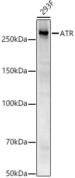 Western blot analysis of lysates from 293F cells, using ATR Rabbit mAb at1:1000 dilution.|Secondary antibody: HRP-conjugated Goat anti-Rabbit IgG (H+L) at 1:10000 dilution.|Lysates/proteins: 25μg per lane.|Blocking buffer: 3% nonfat dry milk in TBST.|Detection: ECL Basic Kit.|Exposure time: 30s.