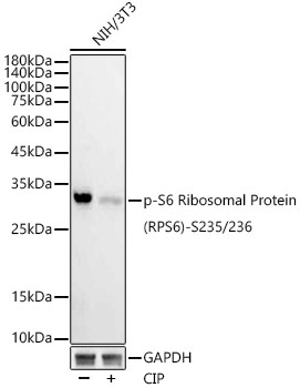 Western blot analysis of lysates from NIH/3T3 cells, using Phospho-S6 Ribosomal Protein -S235/236 Rabbit mAb at 1:6000 dilution. NIH/3T3 cells were treated with CIP(20uL/400ul) at 37℃ for 1 hour.|Secondary antibody: HRP-conjugated Goat anti-Rabbit IgG (H+L) at 1:10000 dilution.|Lysates/proteins: 25μg per lane.|Blocking buffer: 3% nonfat dry milk in TBST.|Detection: ECL Basic Kit.|Exposure time: 20s.