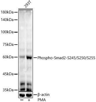 Western blot analysis of lysates from293T cells using Phospho-Smad2-S245/S250/S255 Rabbit mAb at1:2000 dilution. 293T cells were treated with PMA/TPA (200 nM) at 37℃ for 30 minutes after serum-starvation overnight.|Secondary antibody: HRP-conjugated Goat anti-Rabbit IgG (H+L) at 1:10000 dilution.|Lysates/proteins: 25 μg per lane.|Blocking buffer: 3% nonfat dry milk in TBST.|Detection: ECL Enhanced Kit.|Exposure time: 60 s.