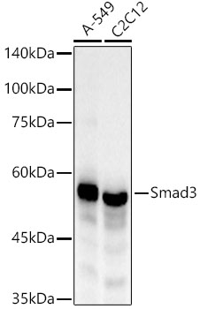 Western blot analysis of various lysates, using [KO Validated] Smad3 Rabbit mAb at1:20000 dilution.|Secondary antibody: HRP-conjugated Goat anti-Rabbit IgG (H+L) at 1:10000 dilution.|Lysates/proteins: 25μg per lane.|Blocking buffer: 3% nonfat dry milk in TBST.|Detection: ECL Basic Kit.|Exposure time: 30s.