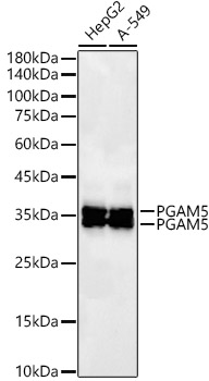 Western blot analysis of various lysates, using PGAM5 Rabbit mAb at1:20000 dilution.|Secondary antibody: HRP-conjugated Goat anti-Rabbit IgG (H+L) at 1:10000 dilution.|Lysates/proteins: 25μg per lane.|Blocking buffer: 3% nonfat dry milk in TBST.|Detection: ECL Basic Kit.|Exposure time: 30s.