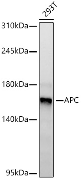 Western blot analysis of lysates from 293T cells using APC Rabbit mAb at 1:1000 dilution incubated overnight at 4℃.|Secondary antibody: HRP-conjugated Goat anti-Rabbit IgG (H+L) at 1:10000 dilution.|Lysates/proteins: 25 μg per lane.|Blocking buffer: 3% nonfat dry milk in TBST.|Detection: ECL Basic Kit.|Exposure time: 90s.