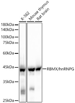 Western blot analysis of various lysates, using RBMX/hnRNP G Rabbit mAb at 1:20000 dilution.|Secondary antibody: HRP-conjugated Goat anti-Rabbit IgG (H+L) at 1:10000 dilution.|Lysates/proteins: 25μg per lane.|Blocking buffer: 3% nonfat dry milk in TBST.|Detection: ECL Basic Kit.|Exposure time: 10s.