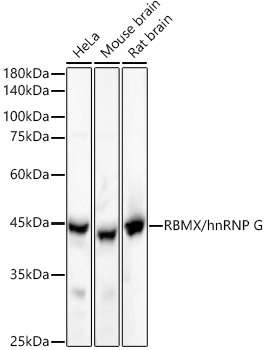 Western blot analysis of various lysates, using RBMX/hnRNP G Rabbit mAb at 1:90000 dilution.|Secondary antibody: HRP-conjugated Goat anti-Rabbit IgG (H+L) at 1:10000 dilution.|Lysates/proteins: 25μg per lane.|Blocking buffer: 3% nonfat dry milk in TBST.|Detection: ECL Basic Kit.|Exposure time: 30s.