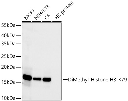 Western blot analysis of various lysates using DiMethyl-Histone H3-K79 Rabbit mAb at 1:65000 dilution incubated overnight at 4℃.|Secondary antibody: HRP-conjugated Goat anti-Rabbit IgG (H+L) at 1:10000 dilution.|Lysates/proteins: 25 μg per lane.|Blocking buffer: 3% nonfat dry milk in TBST.|Detection: ECL Basic Kit.|Negative control (NC): H3 protein|Exposure time: 90s.
