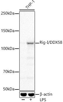 Western blot analysis of various lysates, using Rig-I/DDX58 Rabbit mAb at 1:2000 dilution. THP-1 cells were treated with LPS (1 μg/ml) at 37℃ for 6 hours.|Secondary antibody: HRP-conjugated Goat anti-Rabbit IgG (H+L) at 1:10000 dilution.|Lysates/proteins: 25μg per lane.|Blocking buffer: 3% nonfat dry milk in TBST.|Detection: ECL Basic Kit.|Exposure time: 3s.