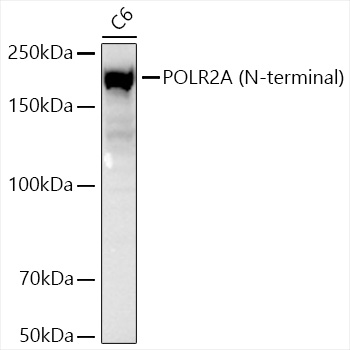 Western blot analysis of lysates from Mouse thymus, using POLR2A (N-terminal) Rabbit mAb at 1:2000 dilution.|Secondary antibody: HRP-conjugated Goat anti-Rabbit IgG (H+L) at 1:10000 dilution.|Lysates/proteins: 25μg per lane.|Blocking buffer: 3% nonfat dry milk in TBST.|Detection: ECL Basic Kit.|Exposure time: 10s.