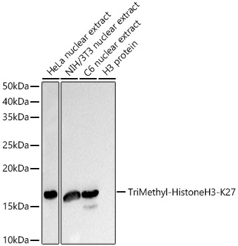 Western blot analysis of various lysates, using TriMethyl-Histone H3-K27 Rabbit mAb (A22398) at 1:10000 dilution.|Secondary antibody: HRP-conjugated Goat anti-Rabbit IgG (H+L) (AS014) at 1:10000 dilution.|Lysates/proteins: 25μg per lane.|Blocking buffer: 3% nonfat dry milk in TBST.|Detection: ECL Basic Kit (RM00020).|Exposure time: 1s.