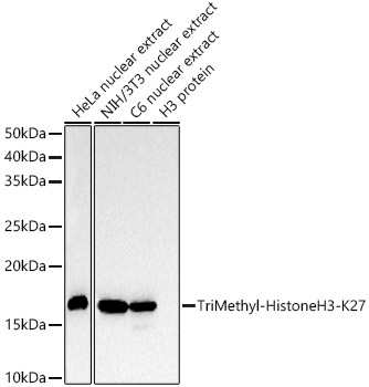 Western blot analysis of various lysates, using TriMethyl-Histone H3-K27 Rabbit mAb at 1:10000 dilution.|Secondary antibody: HRP-conjugated Goat anti-Rabbit IgG (H+L) at 1:10000 dilution.|Lysates/proteins: 25μg per lane.|Blocking buffer: 3% nonfat dry milk in TBST.|Detection: ECL Basic Kit.|Exposure time: 10s.