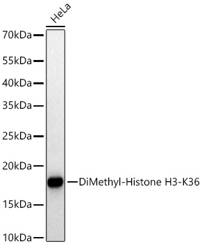 Western blot analysis of lysates from HeLa cells using DiMethyl-Histone H3-K36 Rabbit mAb at 1:10000 dilution incubated overnight at 4℃.|Secondary antibody: HRP-conjugated Goat anti-Rabbit IgG (H+L) at 1:10000 dilution.|Lysates/proteins: 25 μg per lane.|Blocking buffer: 3% nonfat dry milk in TBST.|Detection: ECL Basic Kit.|Exposure time: 10 s.