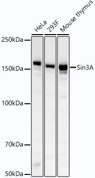 Western blot analysis of various lysates using Sin3A Rabbit mAb at1:2000 dilution.|Secondary antibody: HRP-conjugated Goat anti-Rabbit IgG (H+L) at 1:10000 dilution.|Lysates/proteins: 25μg per lane.|Blocking buffer: 3% nonfat dry milk in TBST.|Detection: ECL Basic Kit.|Exposure time: 30s.