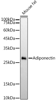 Western blot analysis of lysates from Mouse fat, using Adiponectin Rabbit mAb at 1:2000 dilution.|Secondary antibody: HRP-conjugated Goat anti-Rabbit IgG (H+L) at 1:10000 dilution.|Lysates/proteins: 25μg per lane.|Blocking buffer: 3% nonfat dry milk in TBST.|Detection: ECL Basic Kit.|Exposure time: 60s.