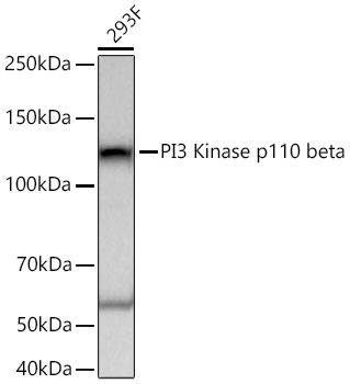 Western blot analysis of lysates from 293F cells using PI3 Kinase p110 beta Rabbit mAb at 1:10000 dilution incubated overnight at 4℃.|Secondary antibody: HRP-conjugated Goat anti-Rabbit IgG (H+L) at 1:10000 dilution.|Lysates/proteins: 25 μg per lane.|Blocking buffer: 3% nonfat dry milk in TBST.|Detection: ECL Basic Kit.|Exposure time: 10 s.