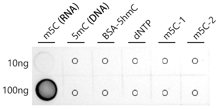 Dot-blot analysis of 5-Hydroxymethylcytosine (5-hmC),5-Methylcytosine (5mC) and unmodified adenosine using 5-methylcytidine/m5C (RNA) Rabbit mAb (A22404) at 1:1000 dilution.|