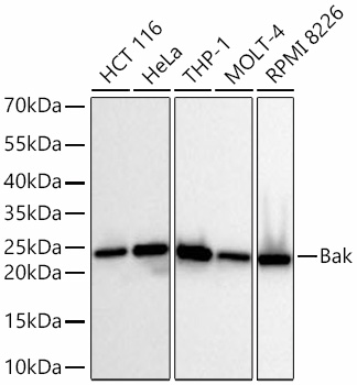 Western blot analysis of various lysates using [KD Validated] Bak Rabbit mAb at 1:11000 dilution incubated overnight at 4℃.|Secondary antibody: HRP-conjugated Goat anti-Rabbit IgG (H+L) at 1:10000 dilution.|Lysates/proteins: 25 μg per lane.|Blocking buffer: 3% nonfat dry milk in TBST.|Detection: ECL Basic Kit.|Exposure time: 20s.