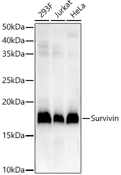 Western blot analysis of various lysates using Survivin Rabbit mAb at1:2000 dilution.|Secondary antibody: HRP-conjugated Goat anti-Rabbit IgG (H+L) at 1:10000 dilution.|Lysates/proteins: 25μg per lane.|Blocking buffer: 3% nonfat dry milk in TBST.|Detection: ECL Enhanced Kit.|Exposure time: 90s.