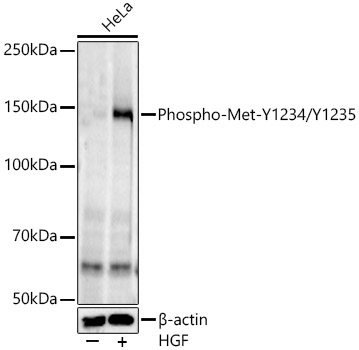 Western blot analysis of various lysates, using Phospho-Met-Y1234/Y1235 Rabbit mAb at1:2000 dilution. HeLa cells were treated with HGF (40 ng/ml) at 37℃ for 10 minutes after serum-starvation overnight.|Secondary antibody: HRP-conjugated Goat anti-Rabbit IgG (H+L) at 1:10000 dilution.|Lysates/proteins: 25μg per lane.|Blocking buffer: 3% nonfat dry milk in TBST.|Detection: ECL Enhanced Kit.|Exposure time: 90s.