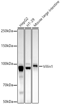 Western blot analysis of various lysates, using Villin1 Rabbit mAb at 1:25000 dilution.|Secondary antibody: HRP-conjugated Goat anti-Rabbit IgG (H+L) at 1:10000 dilution.|Lysates/proteins: 25μg per lane.|Blocking buffer: 3% nonfat dry milk in TBST.|Detection: ECL Basic Kit.|Exposure time: 180s.