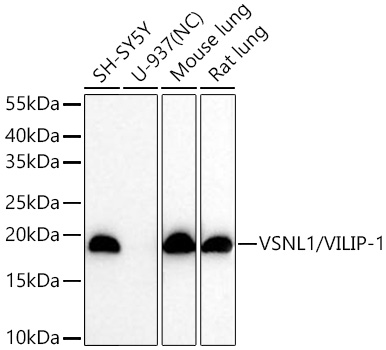Western blot analysis of various lysates using VSNL1/VILIP-1 Rabbit mAb at 1:50000 dilution incubated at room temperature for 1.5 hours.|Secondary antibody: HRP-conjugated Goat anti-Rabbit IgG (H+L) at 1:10000 dilution.|Lysates/proteins: 25 μg per lane.|Blocking buffer: 3% nonfat dry milk in TBST.|Detection: ECL Basic Kit.|Negative control (NC): U-937.|Exposure time: 90 s.
