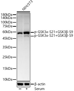 Western blot analysis of lysates from NIH/3T3 cells, using Phospho-GSK3α-S21+GSK3β-S9 Rabbit mAb at  1:800 dilution. NIH/3T3 cells were treated with 10% FBS at 37℃ for 30 minutes after serum-starvation overnight.|Secondary antibody: HRP-conjugated Goat anti-Rabbit IgG (H+L) at 1:10000 dilution.|Lysates/proteins: 25μg per lane.|Blocking buffer: 3% nonfat dry milk in TBST.|Detection: ECL Basic Kit.|Exposure time: 30s.
