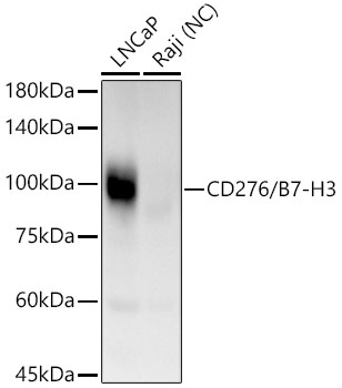 Western blot analysis of various lysates, using CD276/B7-H3 Rabbit mAb (A23845) at 1:1000 dilution.|Secondary antibody: HRP-conjugated Goat anti-Rabbit IgG (H+L) (AS014) at 1:10000 dilution.|Lysates/proteins: 25μg per lane.|Blocking buffer: 3% nonfat dry milk in TBST.|Detection: ECL Basic Kit (RM00020).|Negative control (NC): Raji|Exposure time: 90s.
