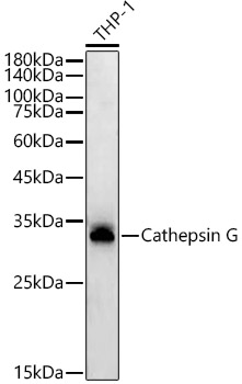 Western blot analysis of lysates from THP-1 cells, using Cathepsin G Rabbit mAb at1:1000 dilution.|Secondary antibody: HRP-conjugated Goat anti-Rabbit IgG (H+L) at 1:10000 dilution.|Lysates/proteins: 25μg per lane.|Blocking buffer: 3% nonfat dry milk in TBST.|Detection: ECL Basic Kit.|Exposure time: 60s.