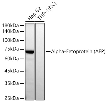 Western blot analysis of various lysates using Alpha-Fetoprotein Rabbit mAb at 1:11000 dilution incubated overnight at 4℃.|Secondary antibody: HRP-conjugated Goat anti-Rabbit IgG (H+L) at 1:10000 dilution.|Lysates/proteins: 25 μg per lane.|Blocking buffer: 3% nonfat dry milk in TBST.|Detection: ECL Basic Kit.|Negative control (NC): THP-1|Exposure time: 60s.