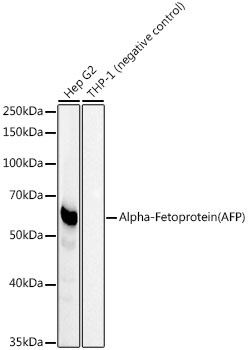 Western blot analysis of various lysates using Alpha-Fetoprotein Rabbit mAb at1:2000 dilution.|Secondary antibody: HRP-conjugated Goat anti-Rabbit IgG (H+L) at 1:10000 dilution.|Lysates/proteins: 25μg per lane.|Blocking buffer: 3% nonfat dry milk in TBST.|Detection: ECL Basic Kit.|Negative control (NC): THP-1.|Exposure time: 30s.