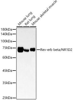 Western blot analysis of various lysates, using Rev-erb beta/NR1D2 Rabbit mAb at1:2000 dilution.|Secondary antibody: HRP-conjugated Goat anti-Rabbit IgG (H+L) at 1:10000 dilution.|Lysates/proteins: 25μg  per lane.|Blocking buffer: 3% nonfat dry milk in TBST.|Detection: ECL Basic Kit.|Exposure time: 180s.