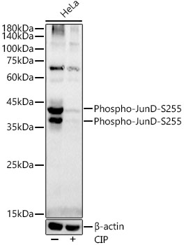 Western blot analysis of lysates from HeLa cells, using Phospho-JunD-S255 Rabbit mAb at1:2000 dilution. Hela cells were treated by CIP(2 U/ul) at 37℃ for 1 hour.|Secondary antibody: HRP-conjugated Goat anti-Rabbit IgG (H+L) at 1:10000 dilution.|Lysates/proteins: 25 μg per lane.|Blocking buffer: 3% nonfat dry milk in TBST.|Detection: ECL Basic Kit.|Exposure time: 90 s.