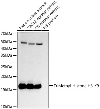 Western blot analysis of various lysates, using TriMethyl-Histone H3-K9 Rabbit mAb (A22297) at 1:20000 dilution.|Secondary antibody: HRP-conjugated Goat anti-Rabbit IgG (H+L) (AS014) at 1:10000 dilution.|Lysates/proteins: 25μg per lane.|Blocking buffer: 3% nonfat dry milk in TBST.|Detection: ECL Basic Kit (RM00020).|Exposure time: 60s.