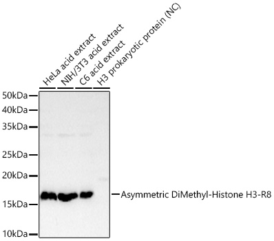 Western blot analysis of various lysates, using Asymmetric DiMethyl-Histone H3-R8 Rabbit mAb at1:4000 dilution.|Secondary antibody: HRP-conjugated Goat anti-Rabbit IgG (H+L) at 1:10000 dilution.|Lysates/proteins: 25μg per lane.|Blocking buffer: 3% nonfat dry milk in TBST.|Detection: ECL Basic Kit.|Exposure time: 30s.