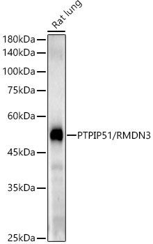 Western blot analysis of various lysates using PTPIP51/RMDN3 Rabbit mAb at1:2000 dilution.|Secondary antibody: HRP-conjugated Goat anti-Rabbit IgG (H+L) at 1:10000 dilution.|Lysates/proteins: 25μg per lane.|Blocking buffer: 3% nonfat dry milk in TBST.|Detection: ECL Enhanced Kit.|Exposure time: 120s.
