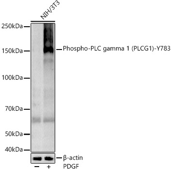 Western blot analysis of various lysates, using Phospho-PLC gamma 1 (PLCG1)-Y783 Rabbit mAb at 1:2000 dilution. NIH/3T3 cells were treated with PDGF (100 ng/ml) at 37℃ for 30 minutes after serum-starvation overnight.|Secondary antibody: HRP-conjugated Goat anti-Rabbit IgG (H+L) at 1:10000 dilution.|Lysates/proteins: 25μg per lane.|Blocking buffer: 3% nonfat dry milk in TBST.|Detection: ECL Basic Kit.|Exposure time: 60s.
