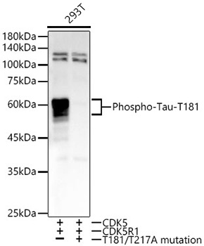 Western blot analysis of lysates from 293T cells transfected with CDK5+CDK5R1+Tau and  CDK5+CDK5R1+mutant Tau(T181/T217A) using Phospho-Tau-T181 Rabbit mAb at1:20000 dilution.|Secondary antibody: HRP-conjugated Goat anti-Rabbit IgG (H+L) at 1:10000 dilution.|Lysates/proteins: 25μg per lane.|Blocking buffer: 3% nonfat dry milk in TBST.|Detection: ECL Basic Kit.|Exposure time: 10s.