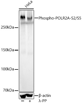 Western blot analysis of various lysates, using Phospho-POLR2A-S2/S5 Rabbit mAb at  1:2000 dilution. HeLa cells were treated by λ-PP mixed solution (1ul) at 30℃ for 30 minutes.|Secondary antibody: HRP-conjugated Goat anti-Rabbit IgG (H+L) at 1:10000 dilution.|Lysates/proteins: 25μg per lane.|Blocking buffer: 3% nonfat dry milk in TBST.|Detection: ECL Basic Kit.|Exposure time: 4s.